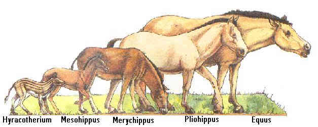 horses 3