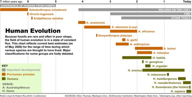 human evolution--