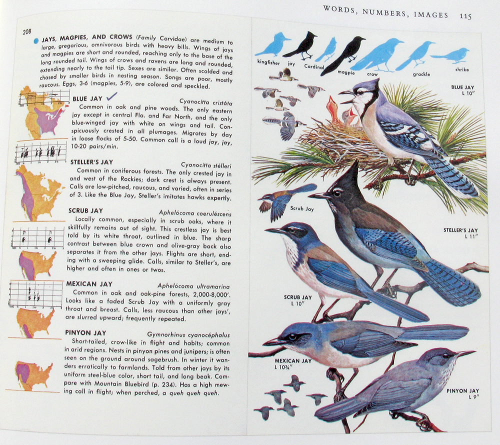 birds