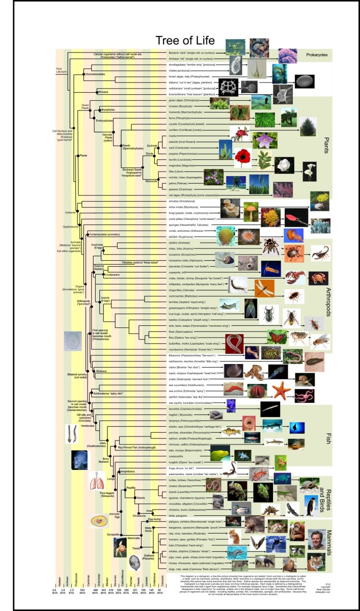 phylogenetic