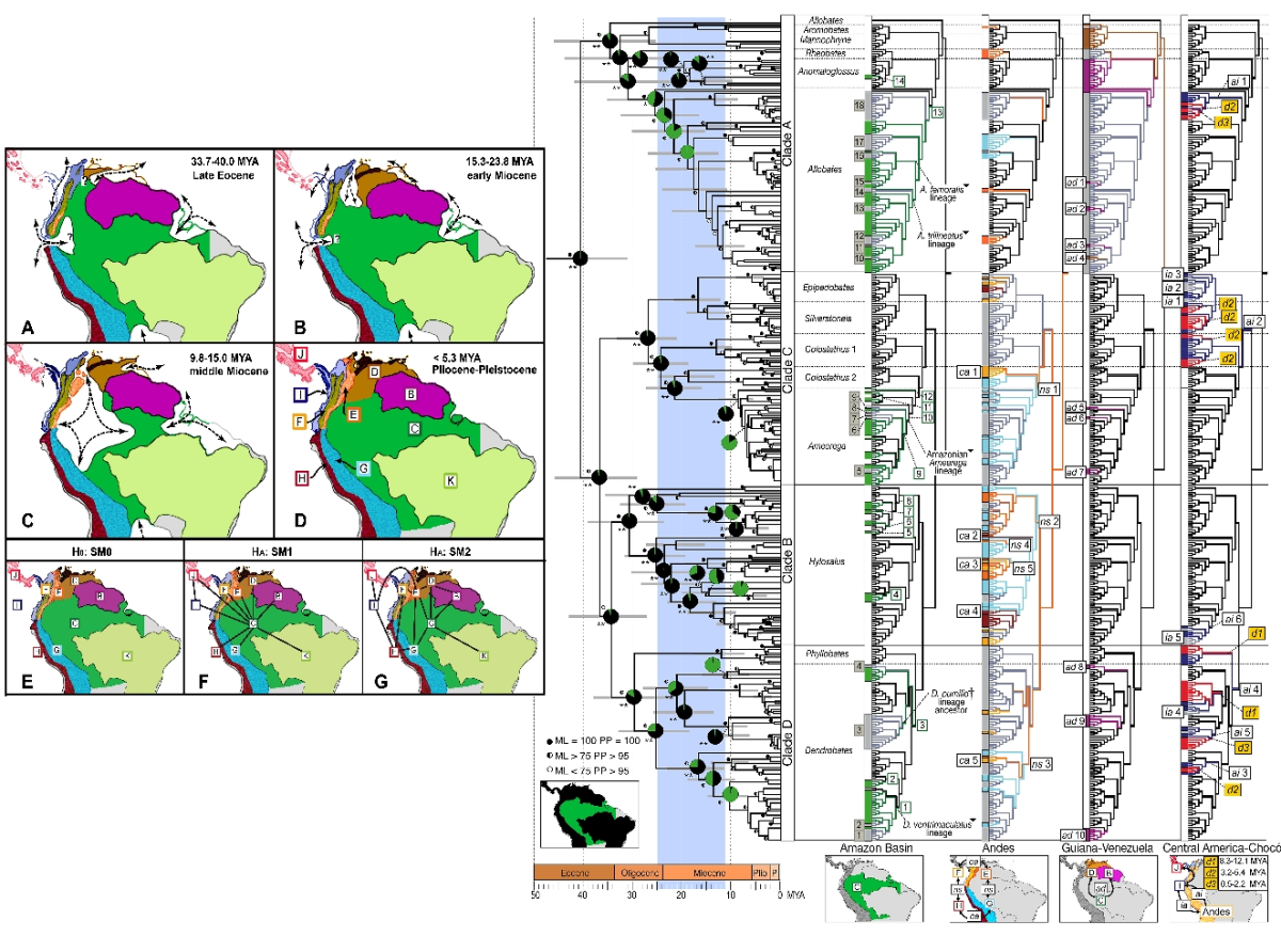 Phylogeography