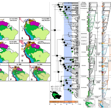 Phylogeography