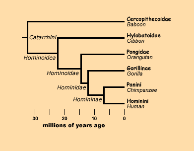 Hominini