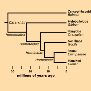 Hominini