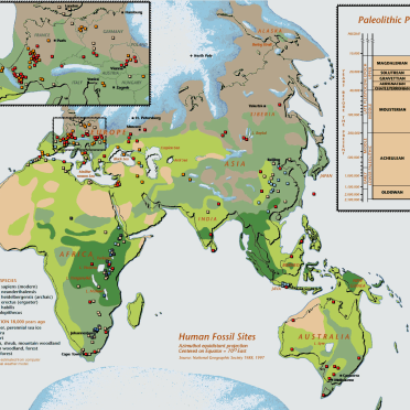 hominid fossil 