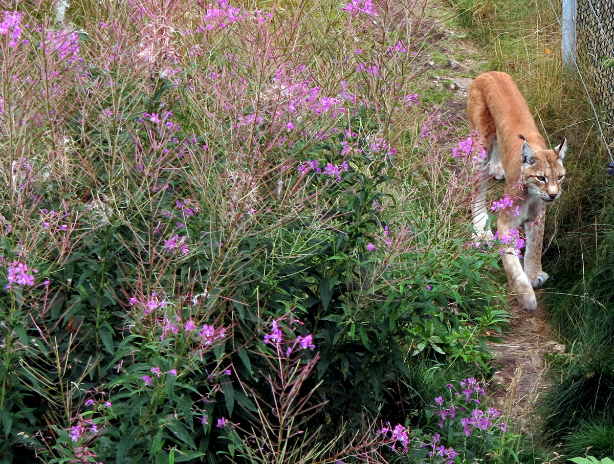 lynx