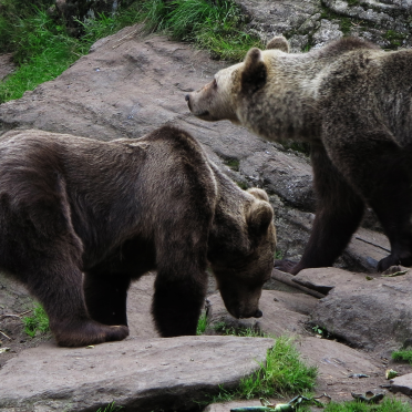 bear sisters