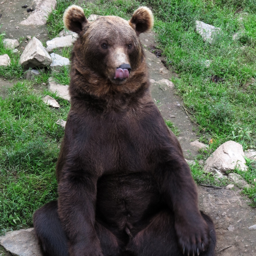 hellu, I am a bear...