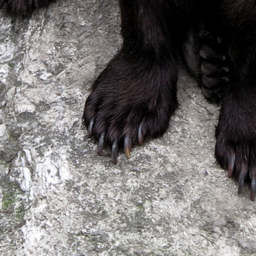I haz claws