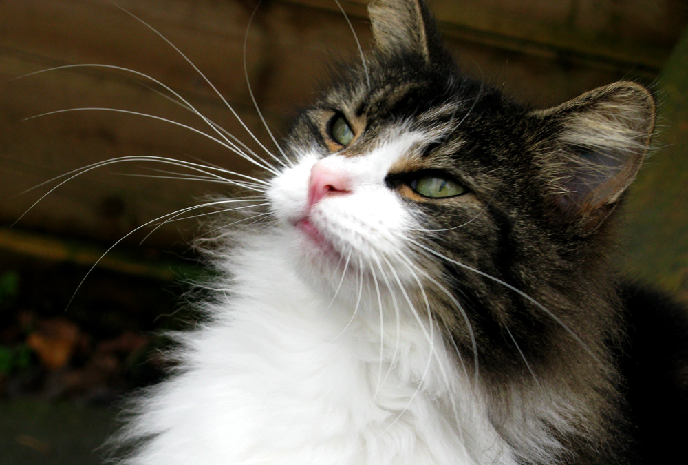 norwegian forest cat