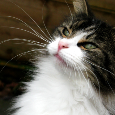 norwegian forest cat