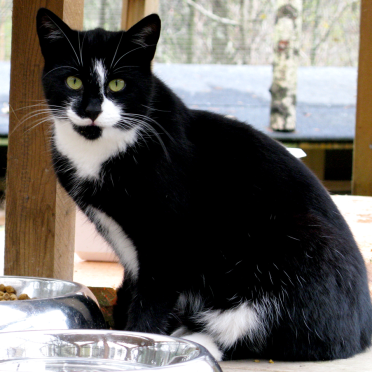 findus