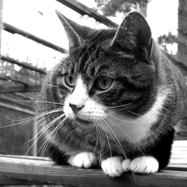 nicolai