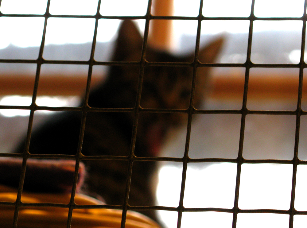 kitten