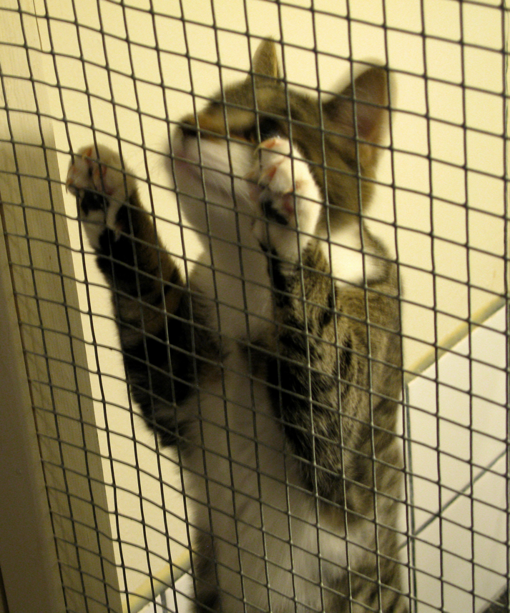 cat