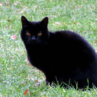 cat