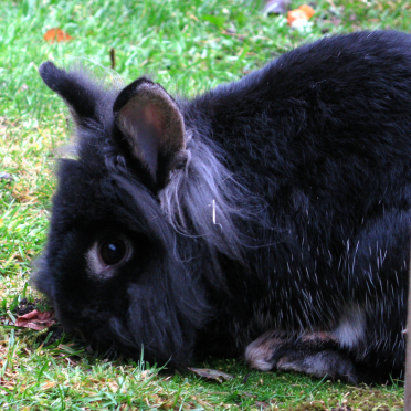 rabbit