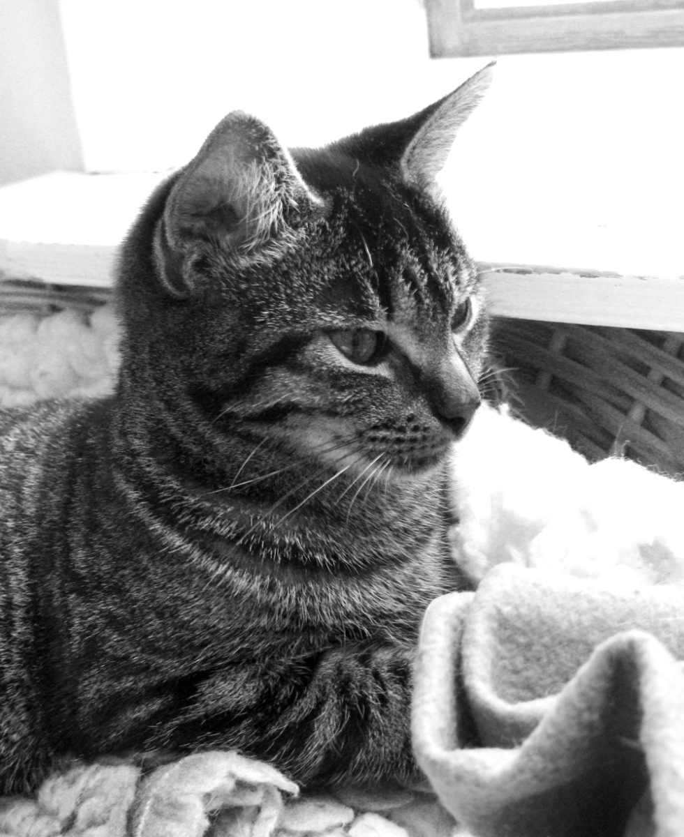 cat