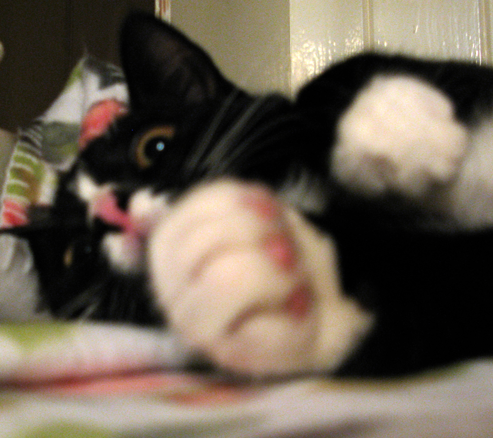 cat
