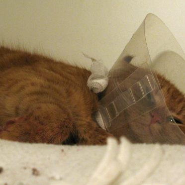 sick cat