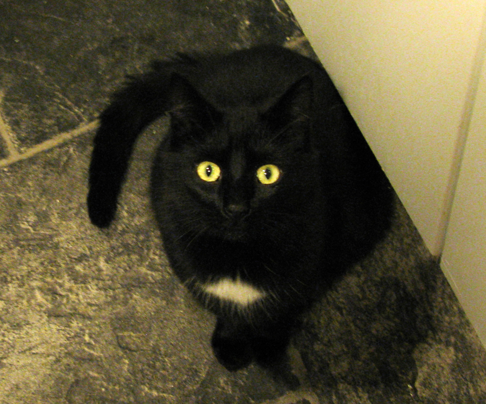 cat