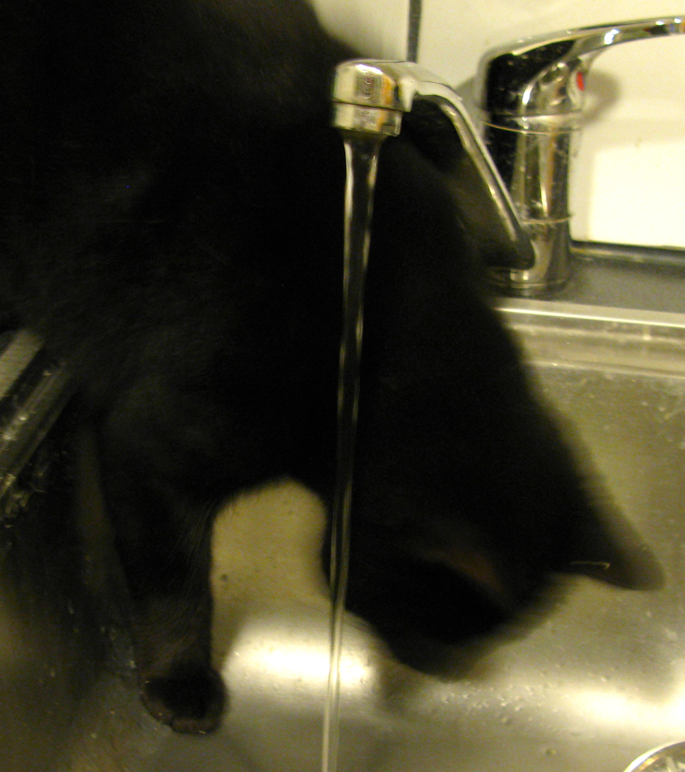 cat