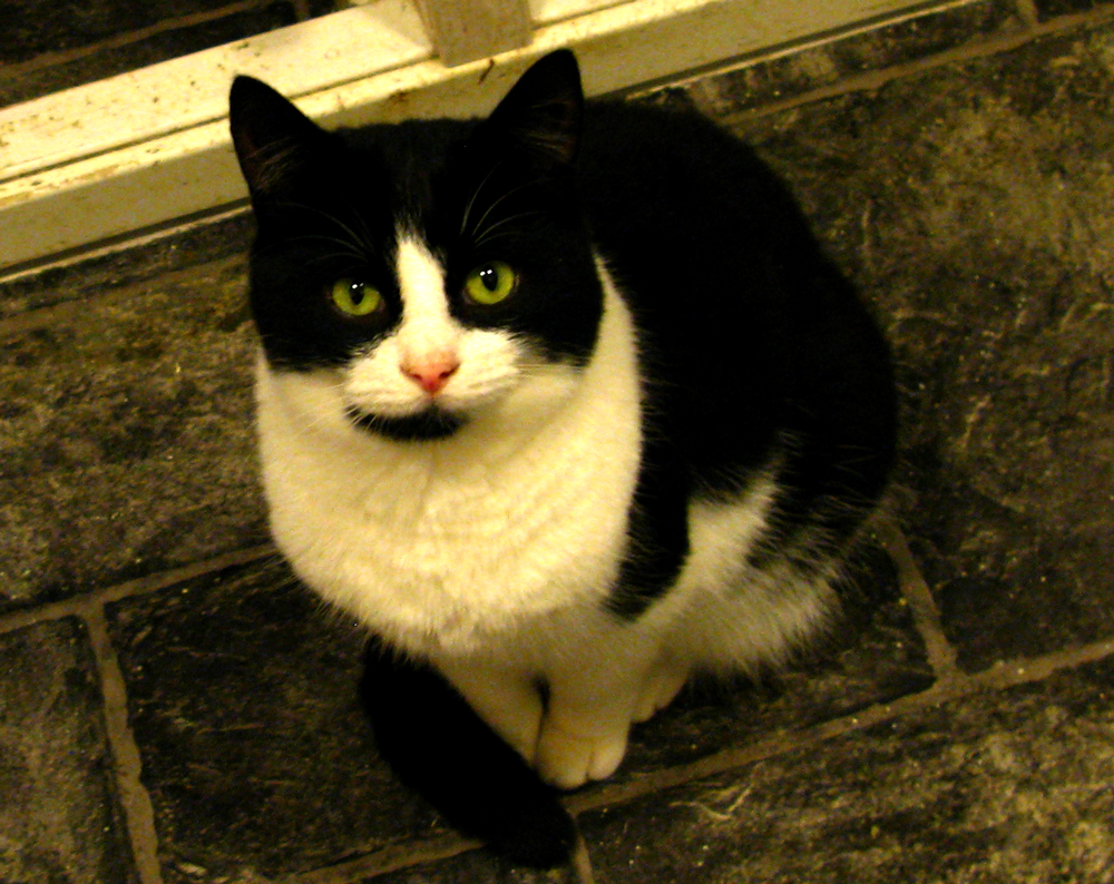 cat