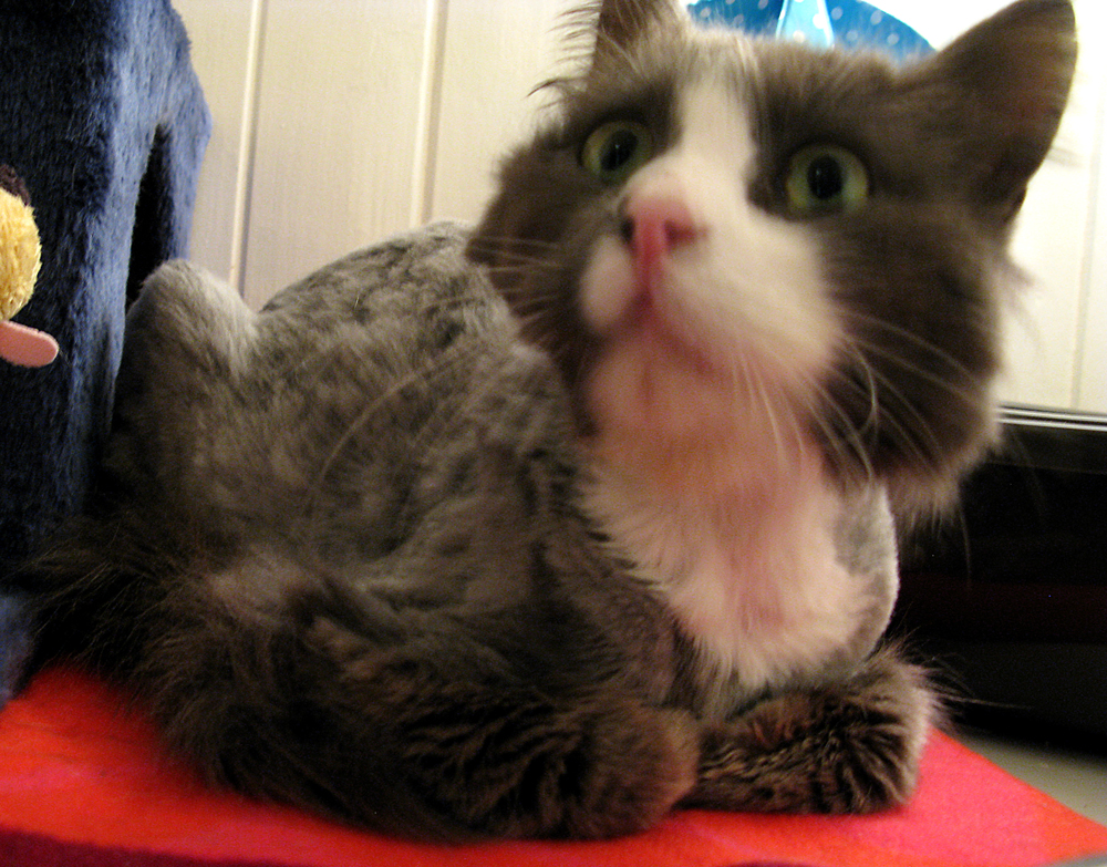 cat
