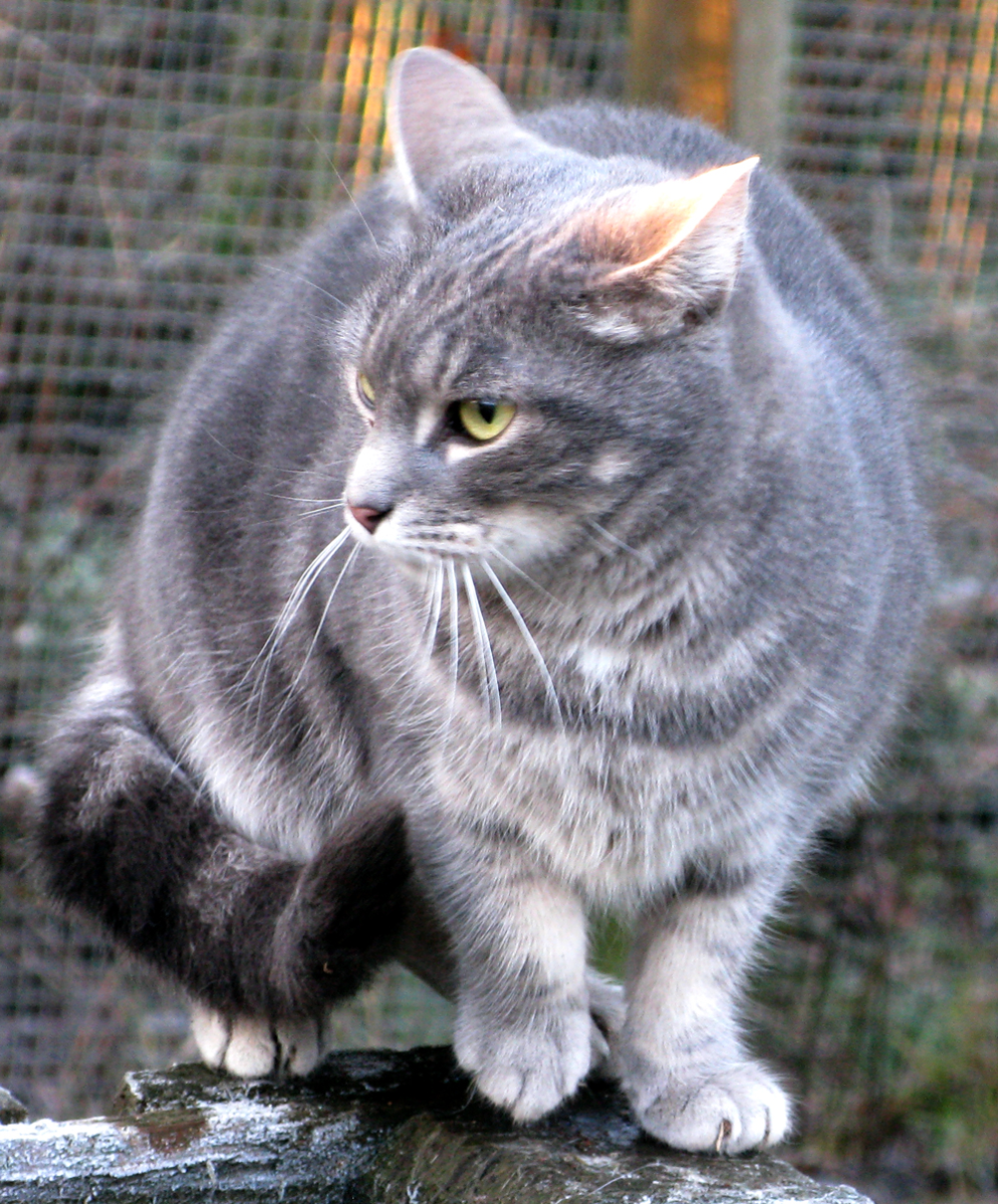 cat