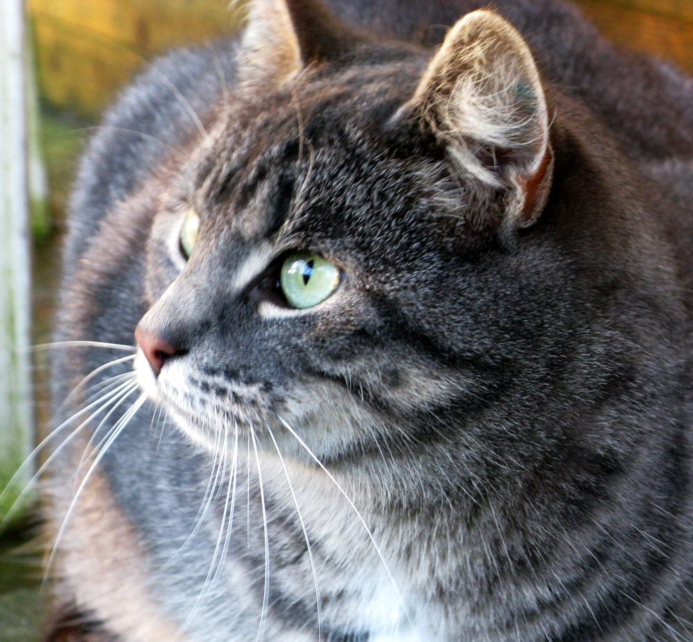 cat