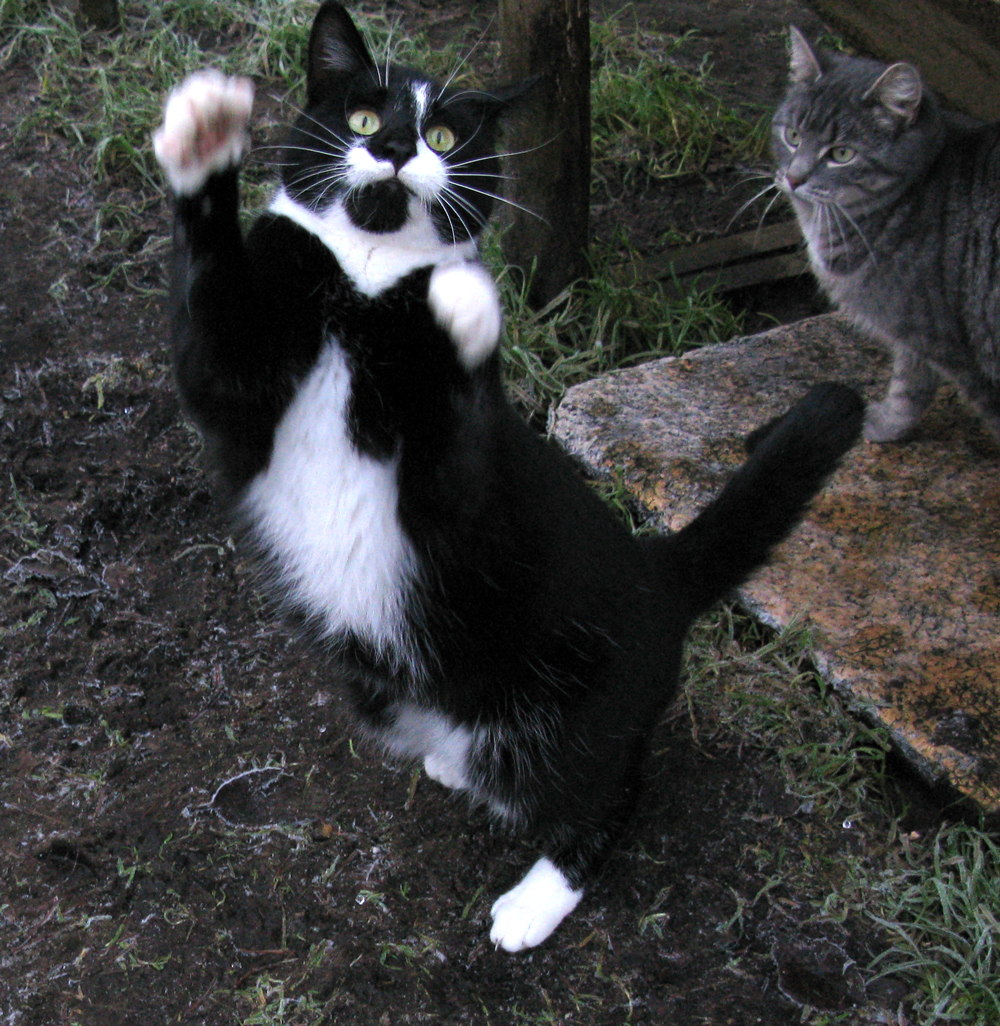 findus