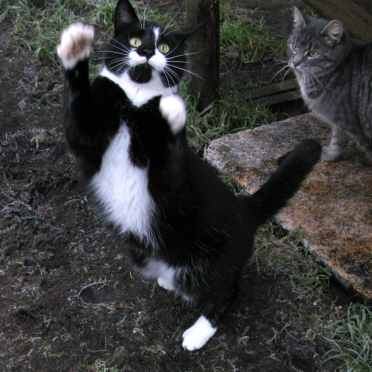 findus