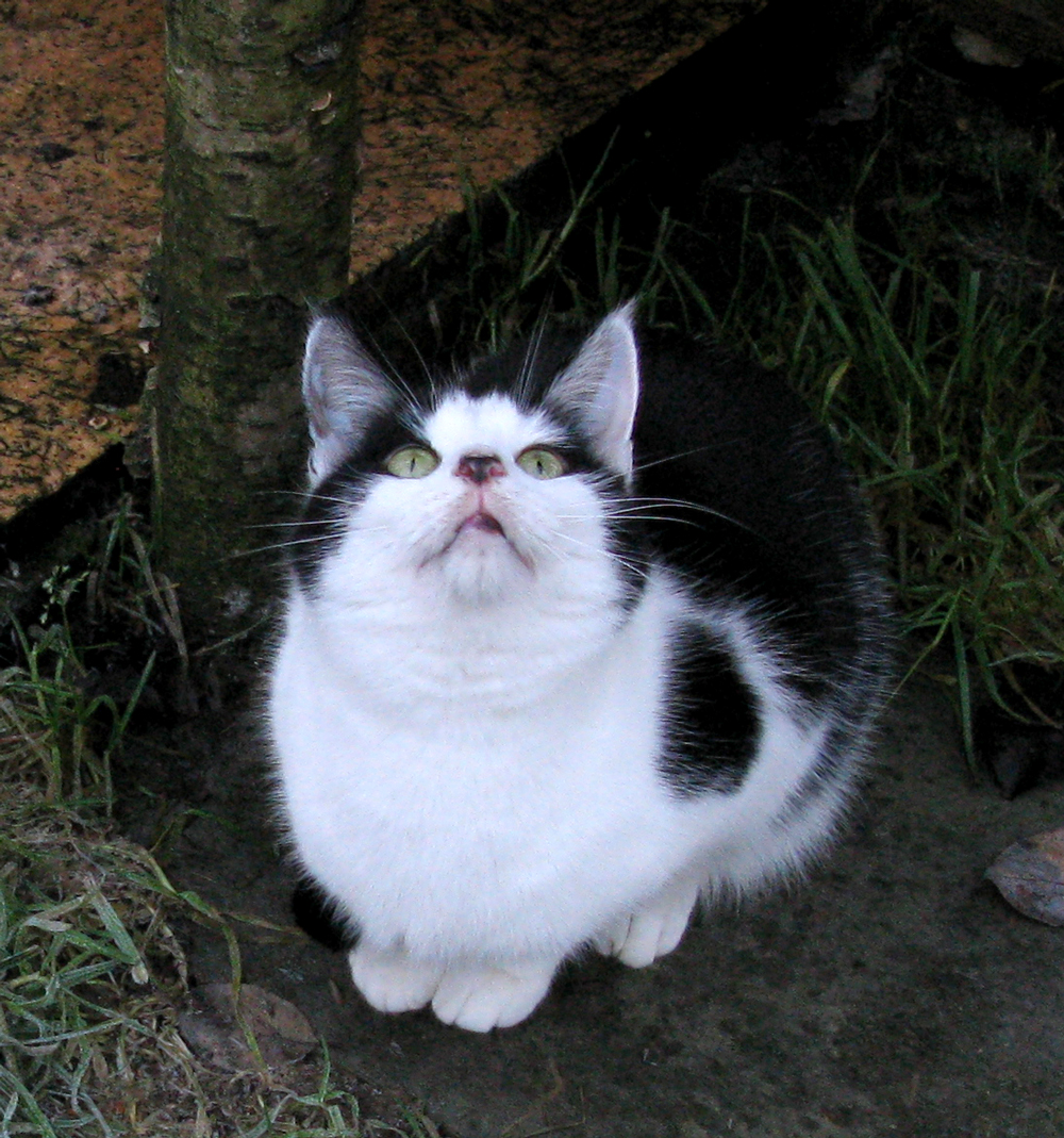 cat