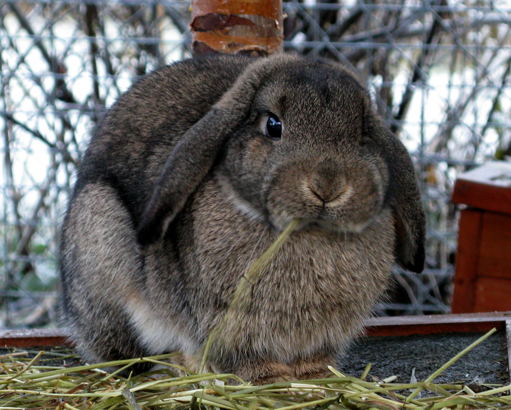 rabbit