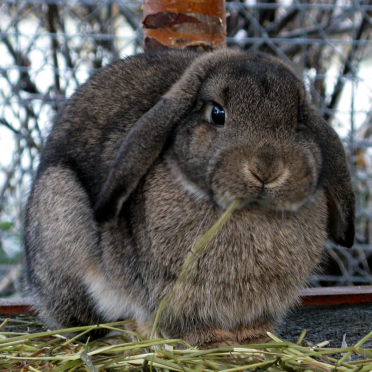 rabbit