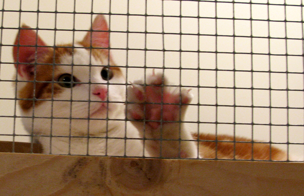 kitten
