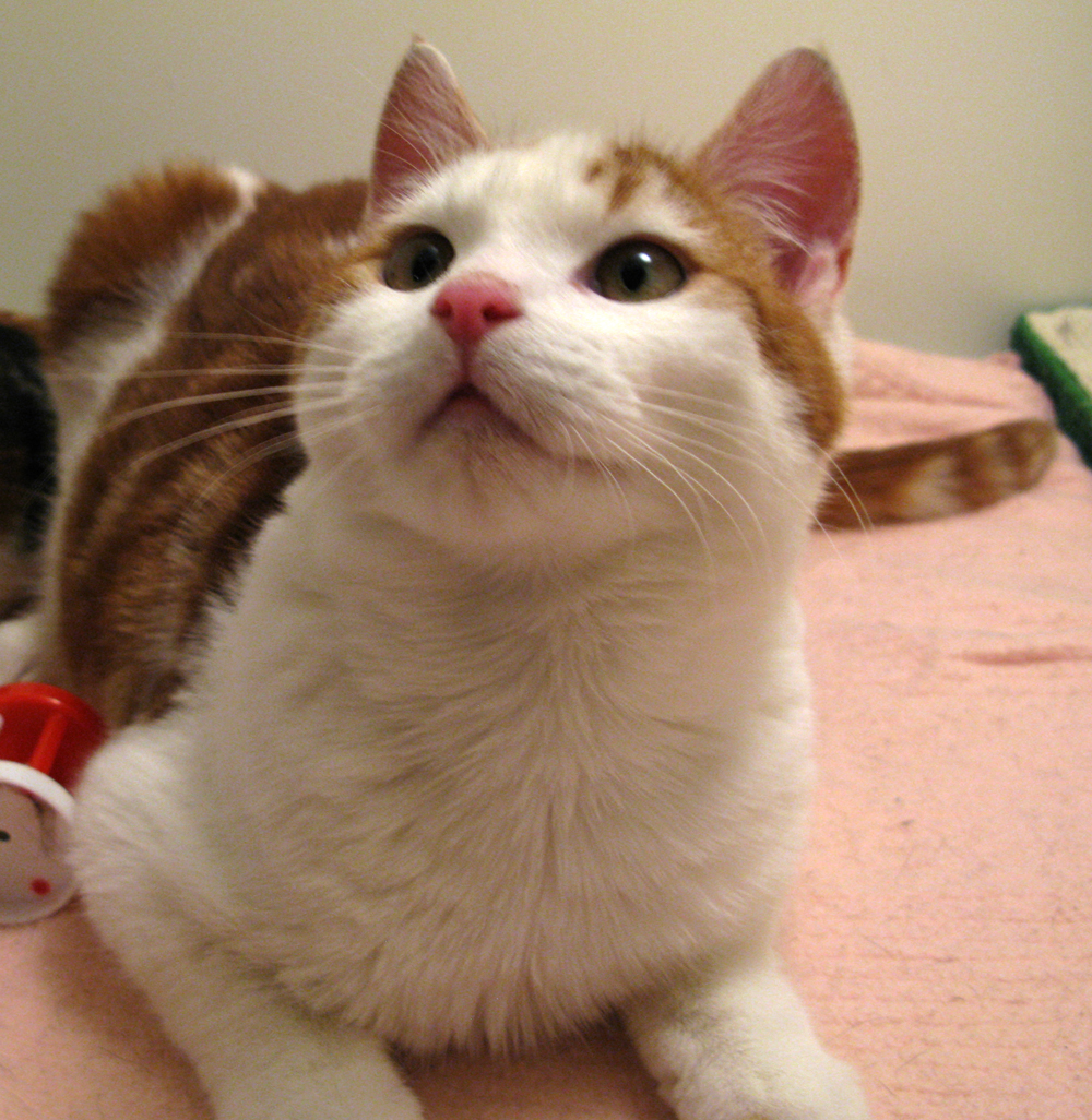 cat