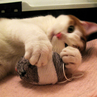 kitten