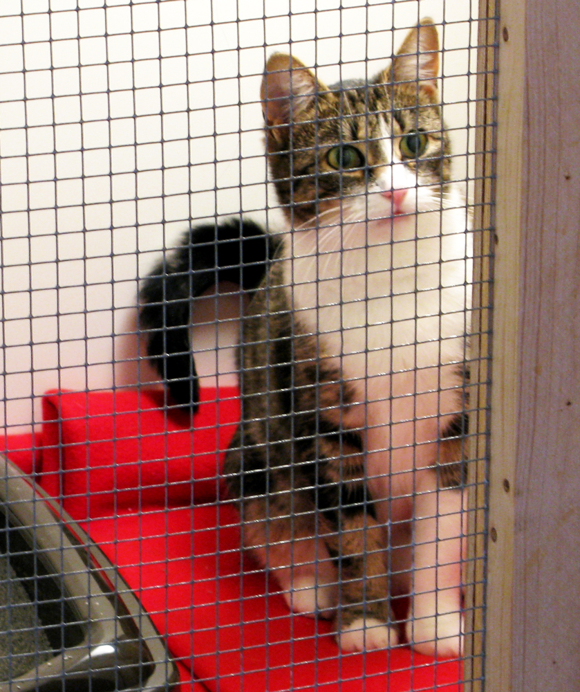 cat