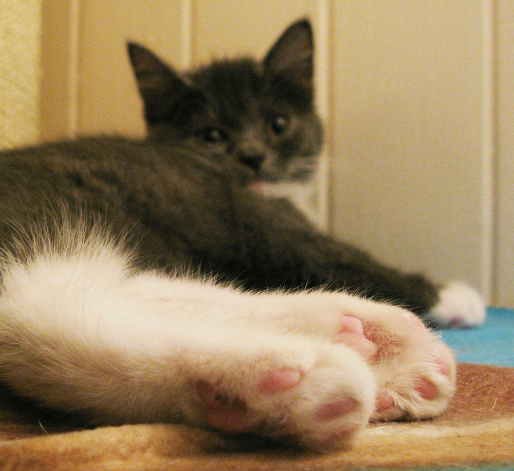 cat