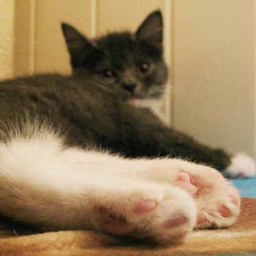 cat