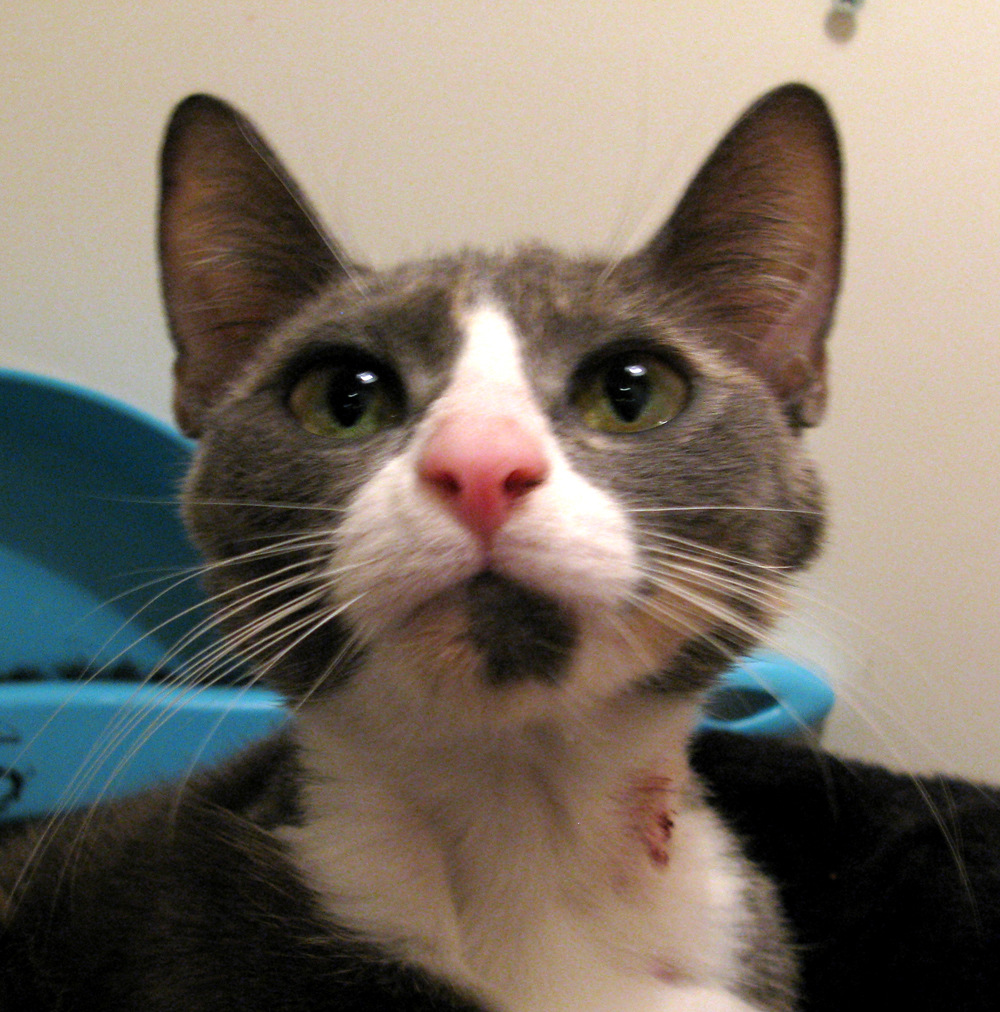 cat