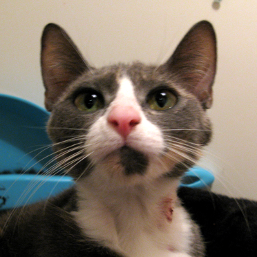 cat