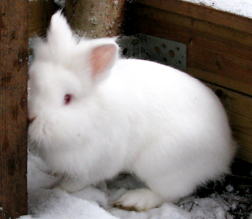 rabbit