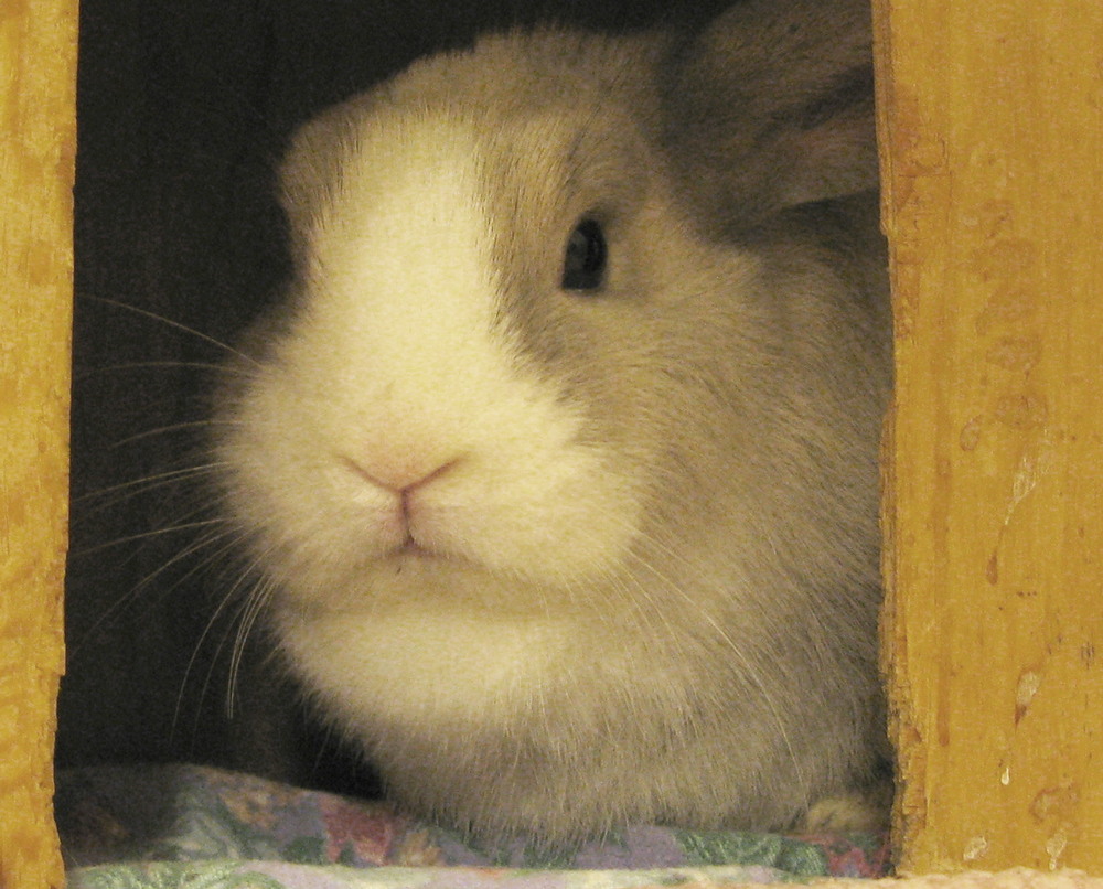 rabbit
