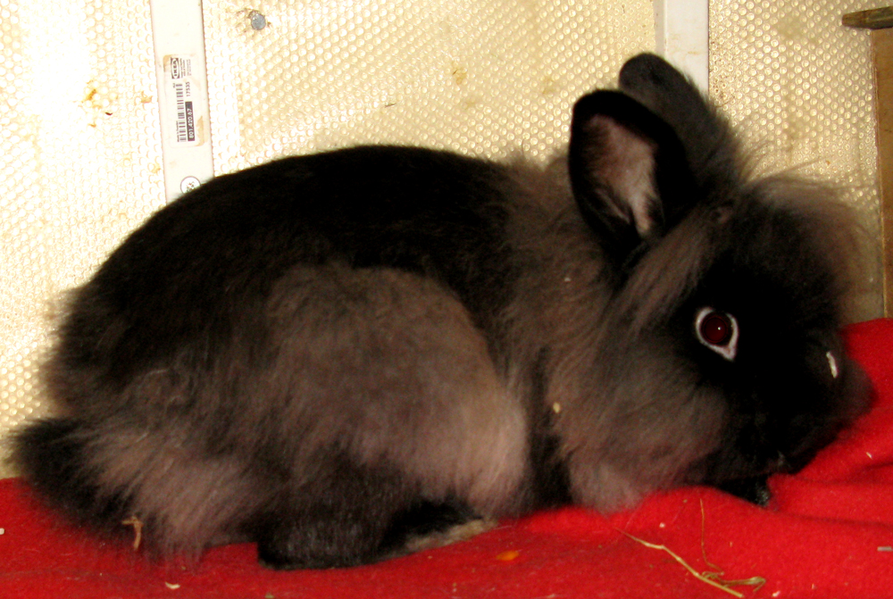 rabbit