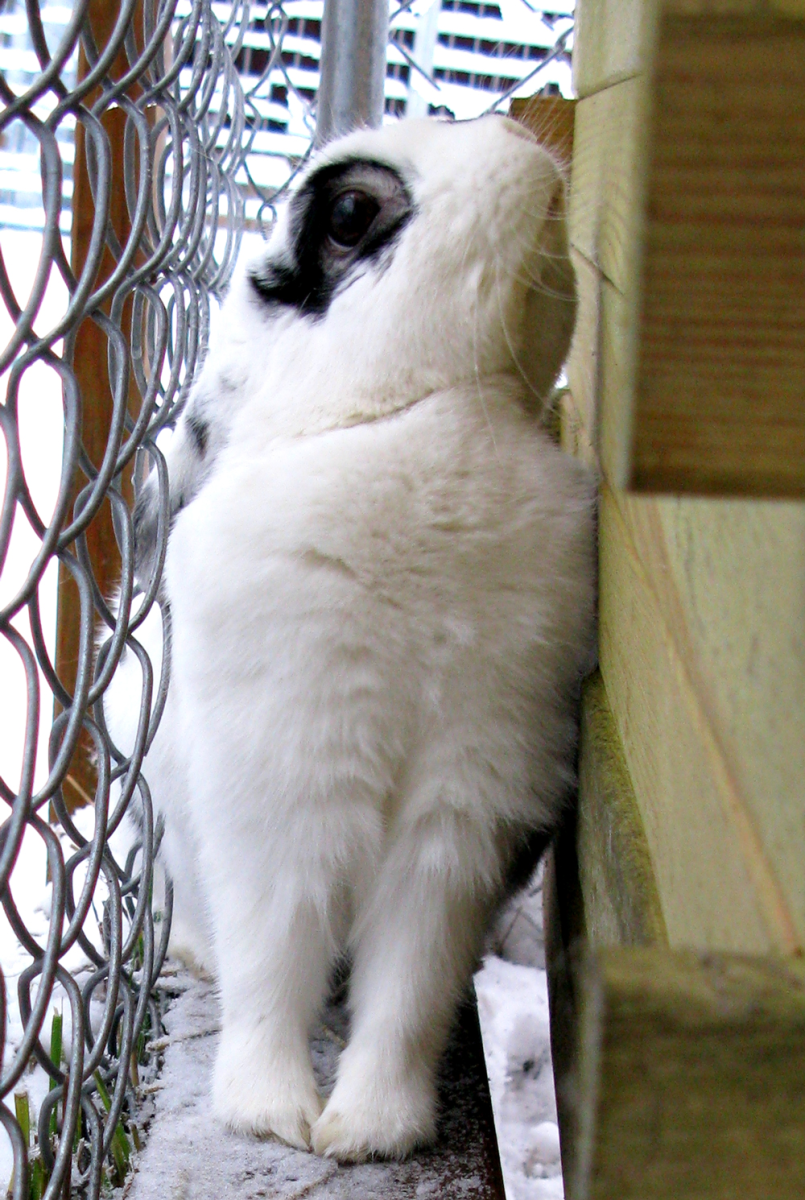 rabbit