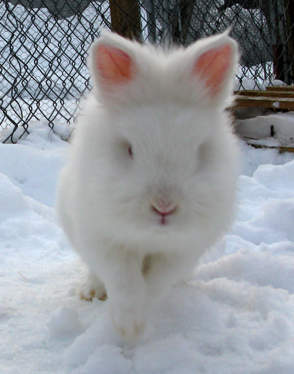 rabbit
