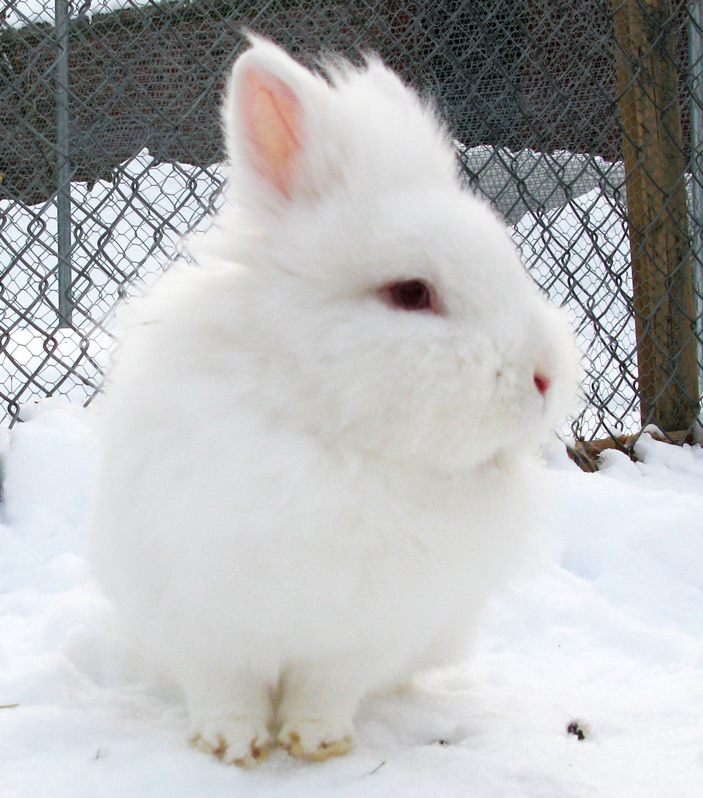 rabbit