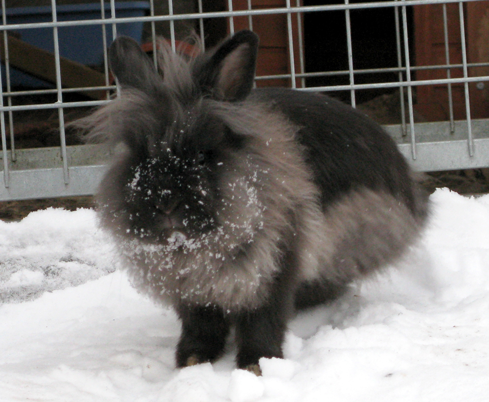 rabbit